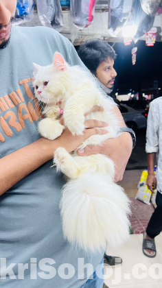 পার্সিয়ান বিড়াল